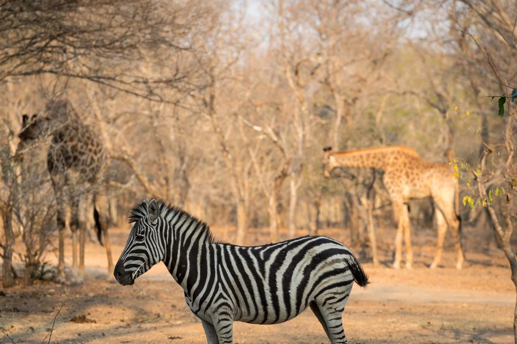 Klaserie River Safari Lodge Hoedspruit Eksteriør billede